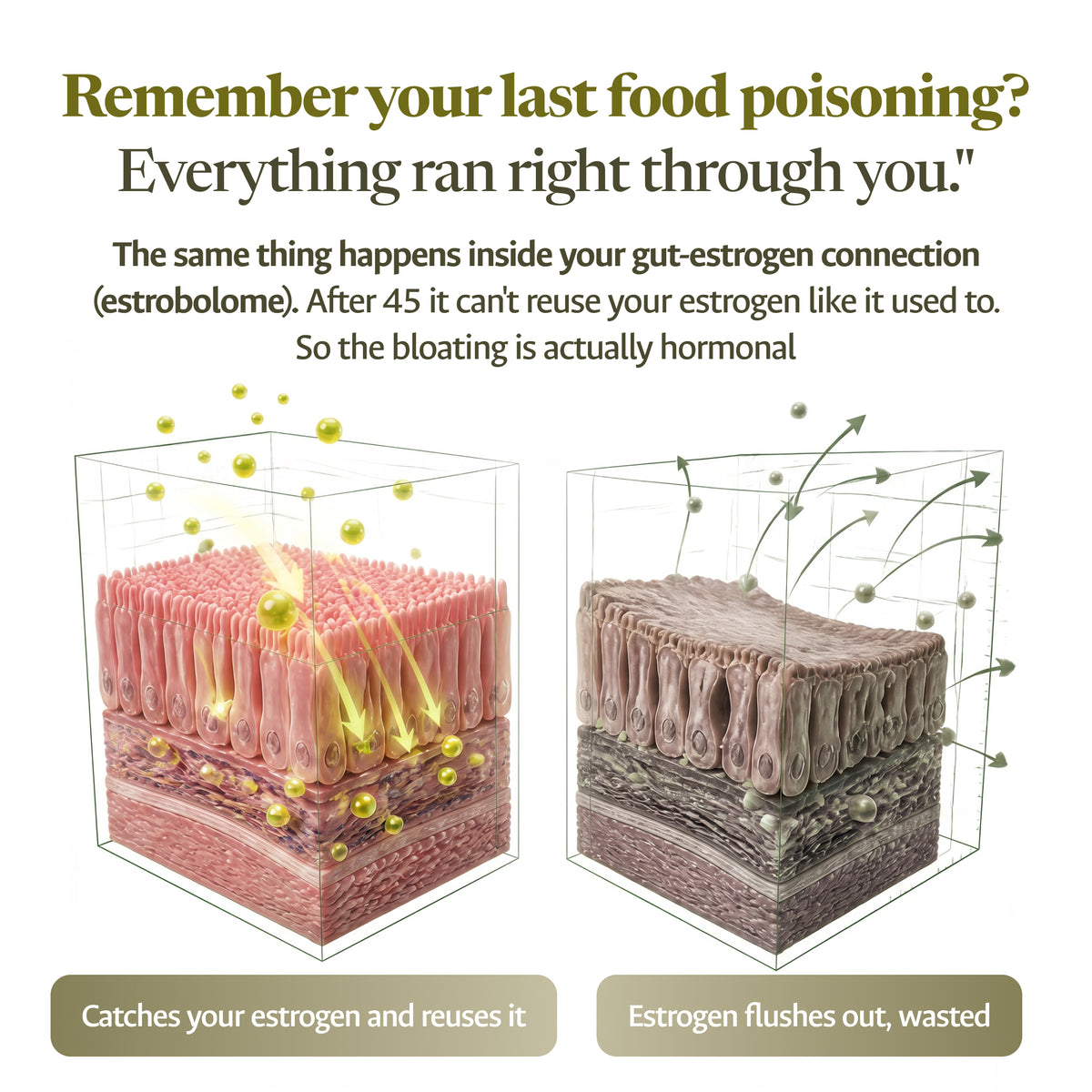 REACT Biome Estrobiotic